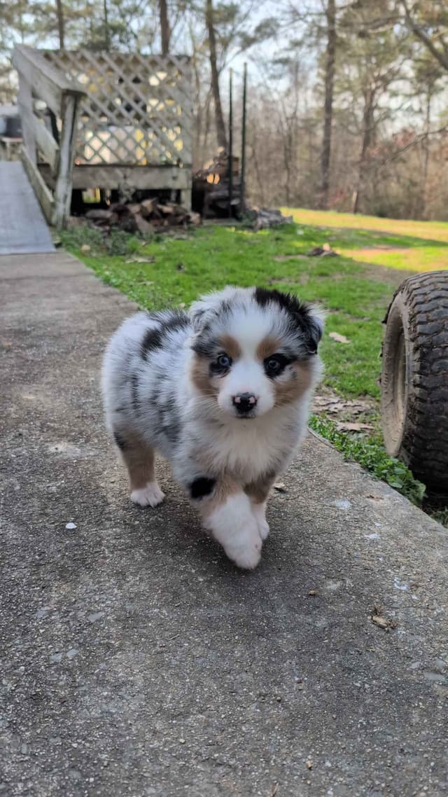 Australian Shepherd Puppies media 5