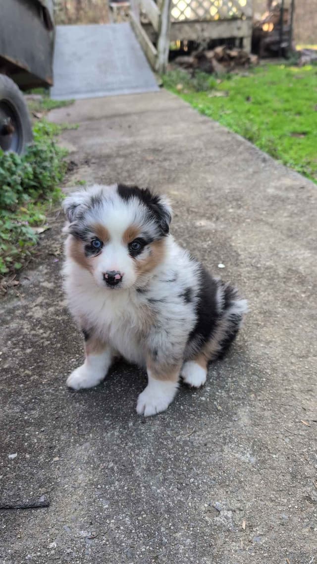 Australian Shepherd Puppies media 6