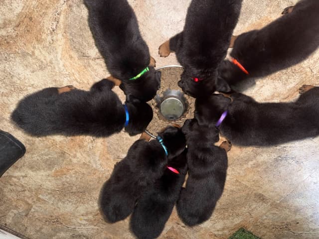 Rottweiler Puppies media 2