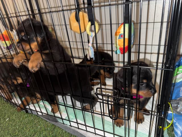 Rottweiler Puppies media 4