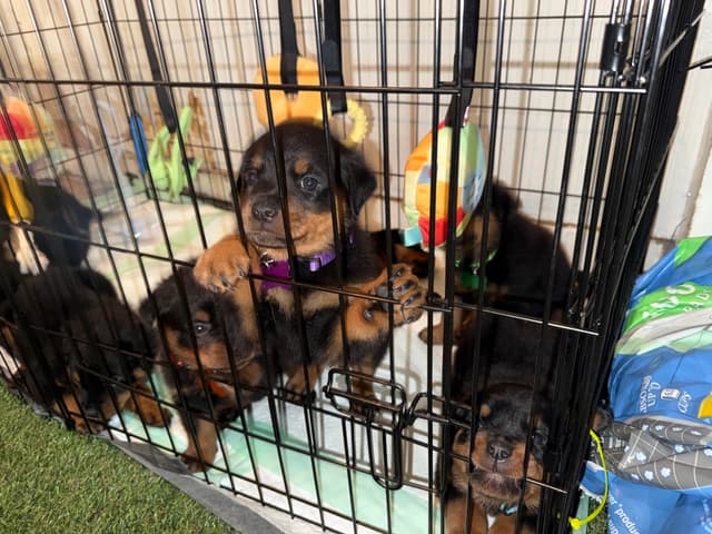 Rottweiler Puppies media 3