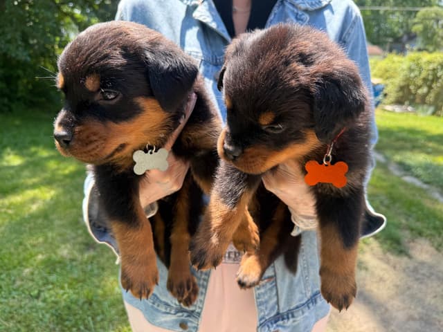 Rottweiler Puppies media 6