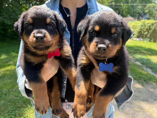 Rottweiler Puppies media 5