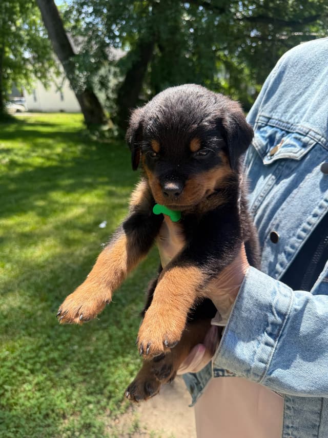 Rottweiler Puppies media 7