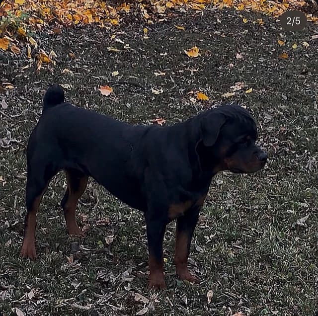 Rottweiler Puppies media 8