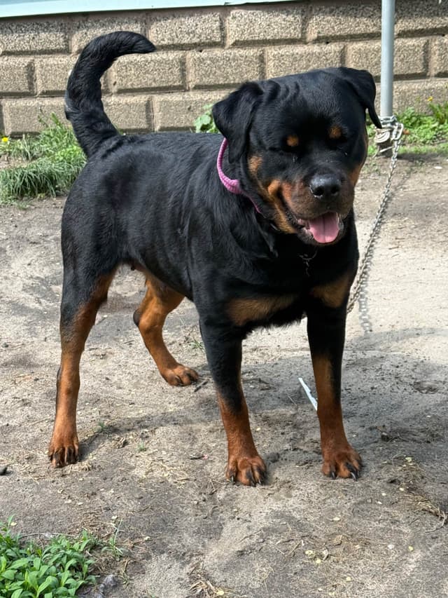 Rottweiler Puppies media 9