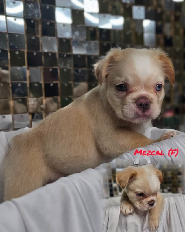 The Tequila Litter - French bulldogs, long haired, Puppies media 22