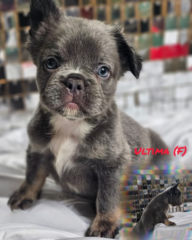 The Tequila Litter - French bulldogs, long haired, Puppies media 17