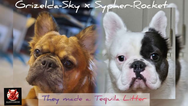 The Tequila Litter - French bulldogs, long haired, Puppies media 2