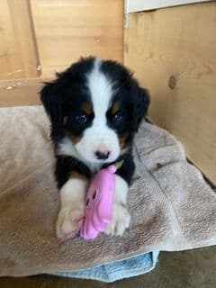 Bernese Mountain Dog Puppies breeder image 1