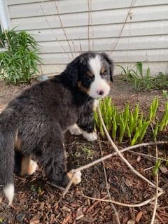 Bernese Mountain Dog Puppies breeder image 3