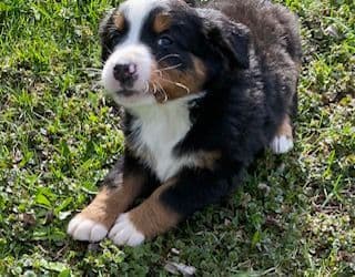 Bernese Mountain Dog Puppies breeder image 4