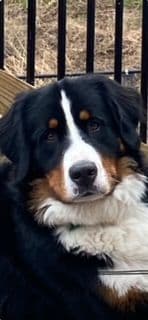 Bernese Mountain Dog Puppies breeder image 5