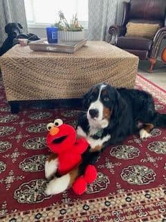 Bernese Mountain Dog Puppies breeder image 6