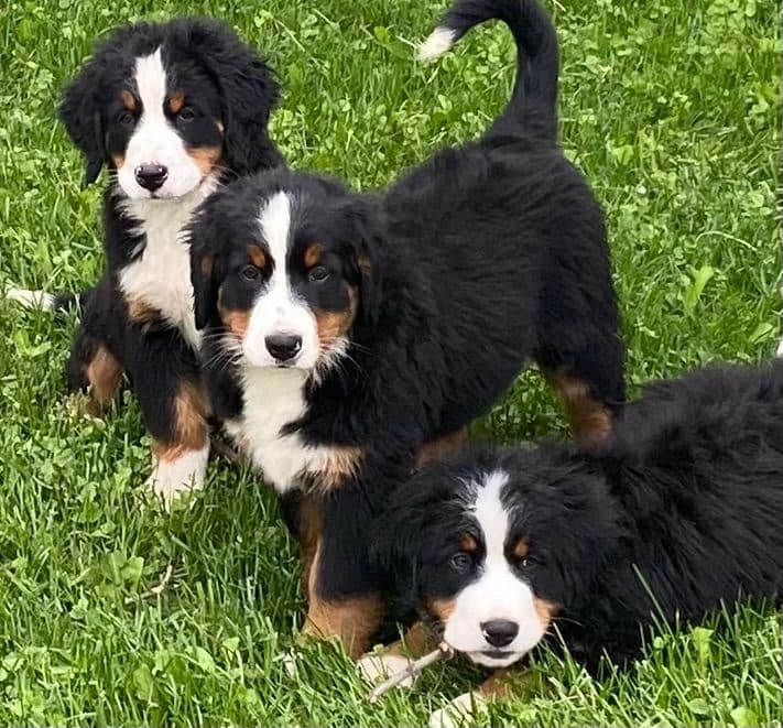 Bernese Mountain Dog Puppies breeder image 8