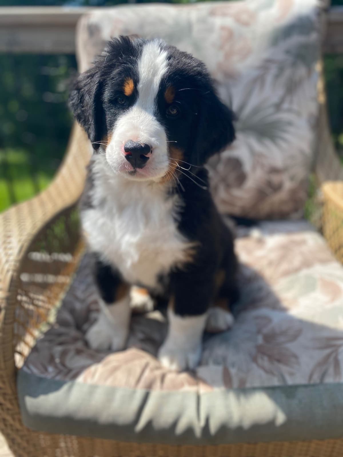 Bernese Mountain Dog Puppies breeder image 9