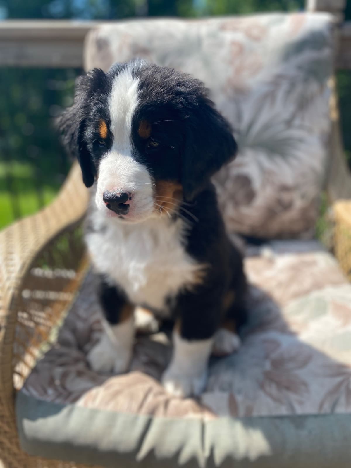 Bernese Mountain Dog Puppies breeder image 10