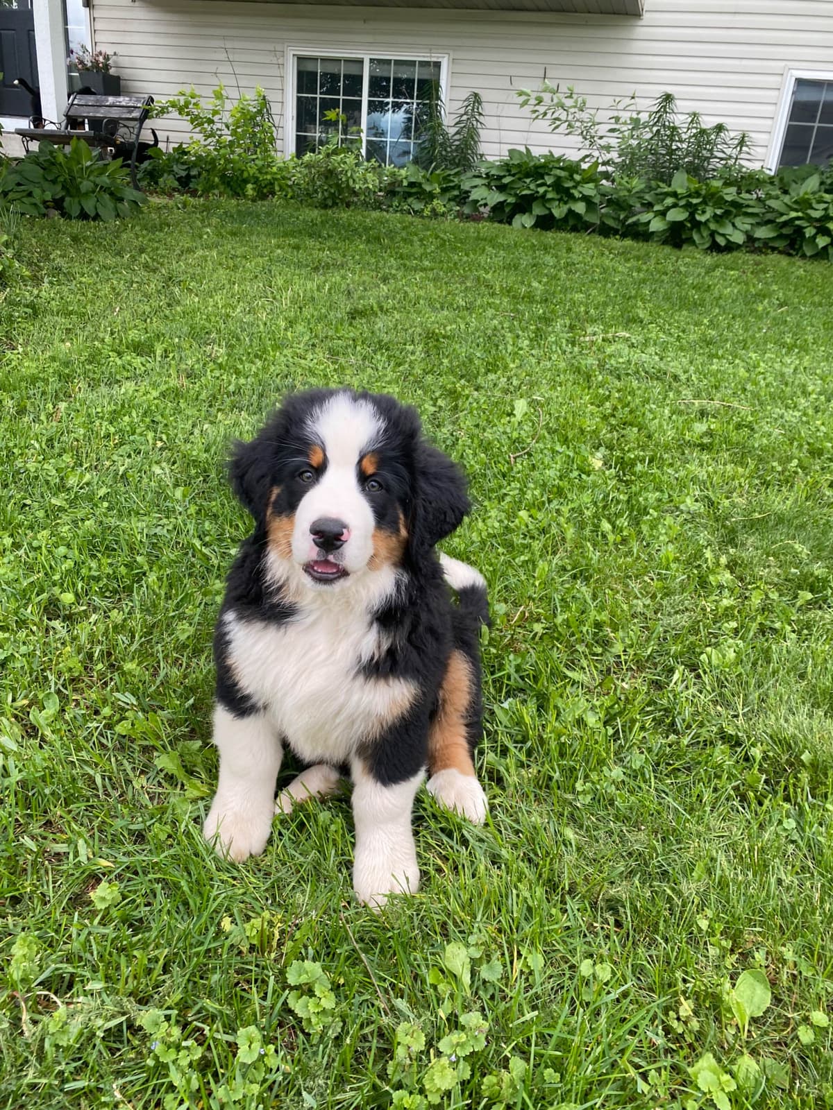 Bernese Mountain Dog Puppies breeder image 13
