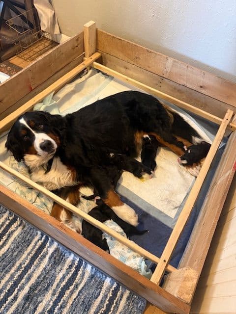 Bernese Mountain Dog Puppies breeder image 12