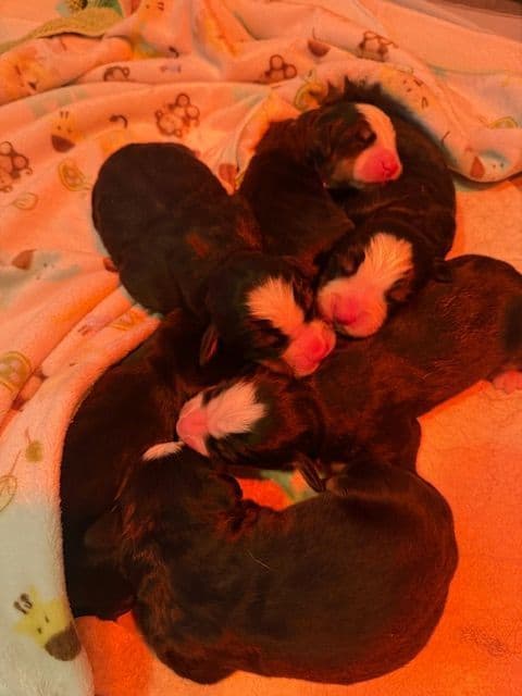 Bernese Mountain Dog Puppies breeder image 14