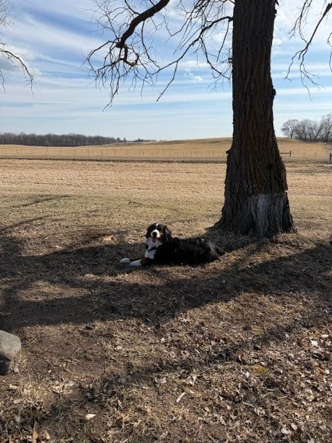 Bernese Mountain Dog Puppies breeder image 15
