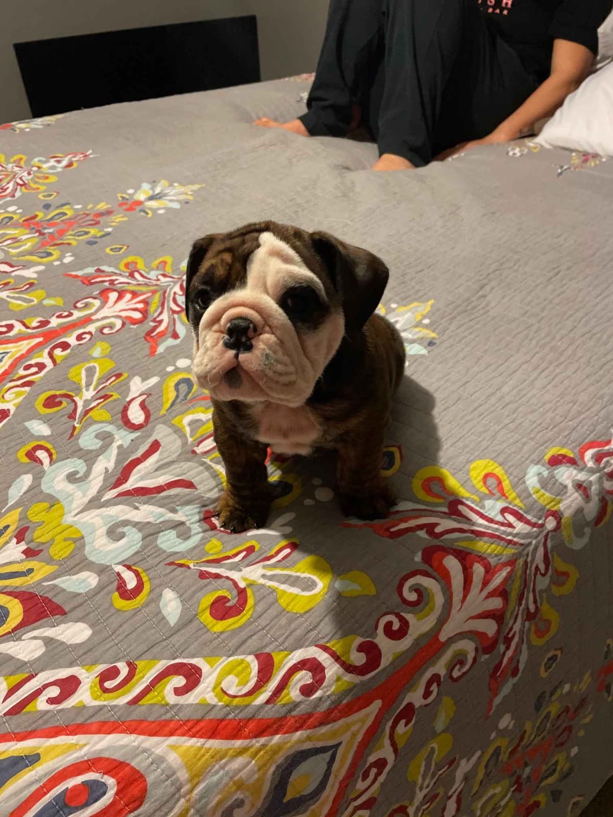 Bulldog Puppies breeder image 1