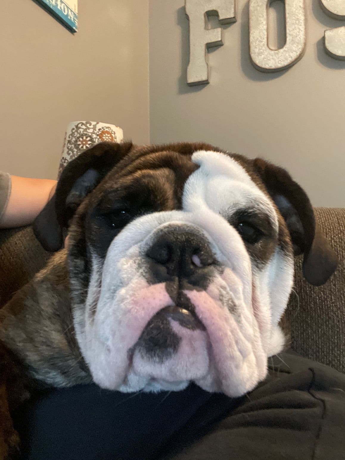 Bulldog Puppies breeder image 2
