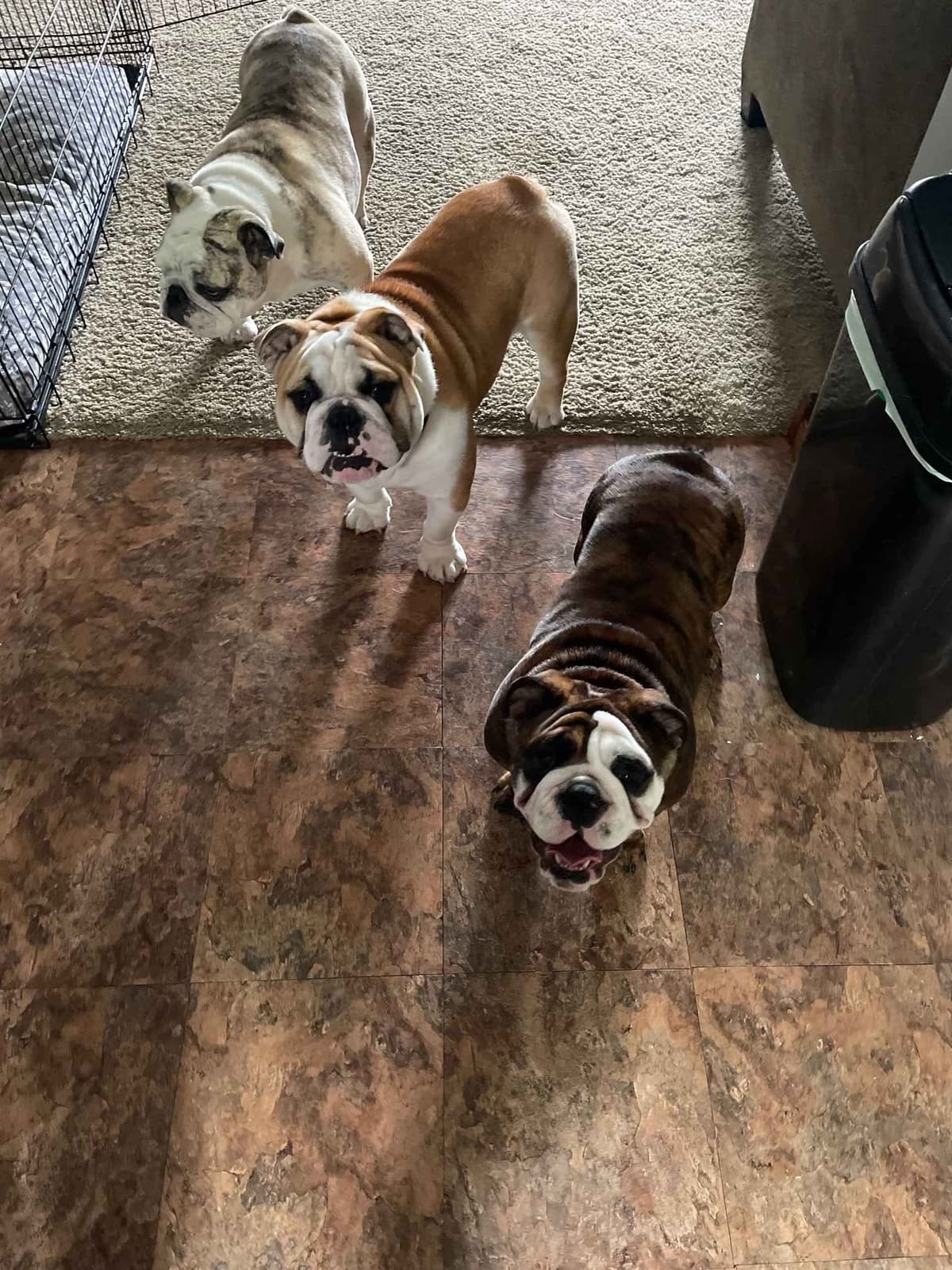Bulldog Puppies breeder image 5