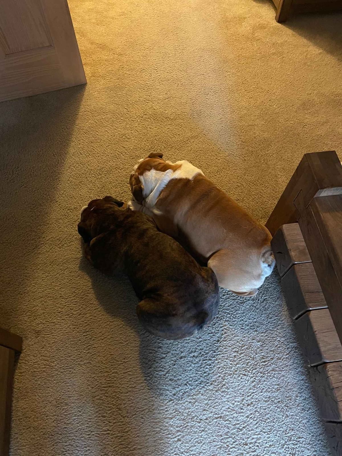 Bulldog Puppies breeder image 6