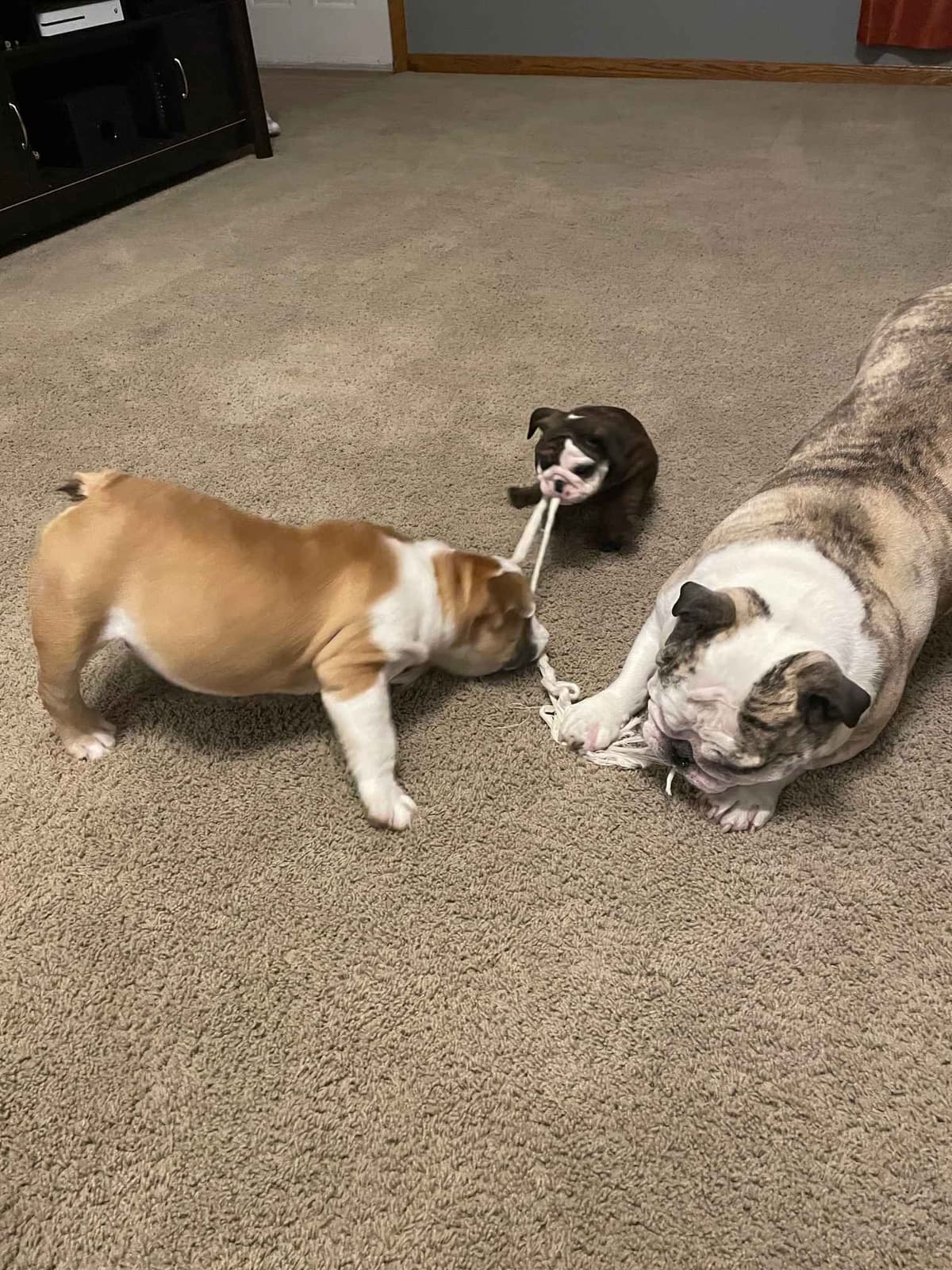 Bulldog Puppies breeder image 4