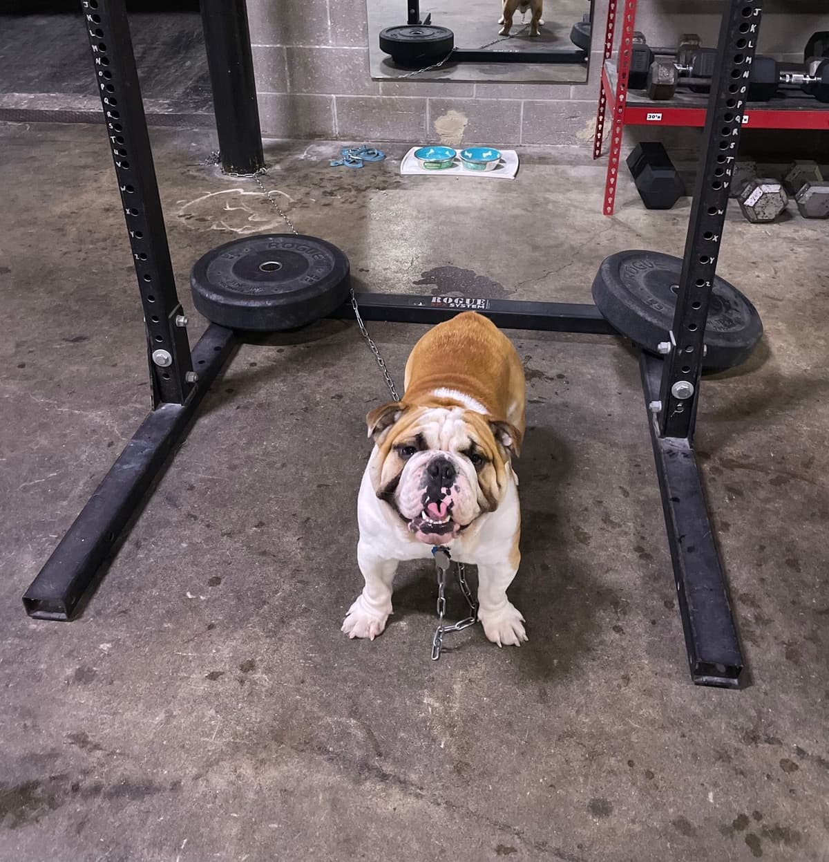 Bulldog Puppies breeder image 10