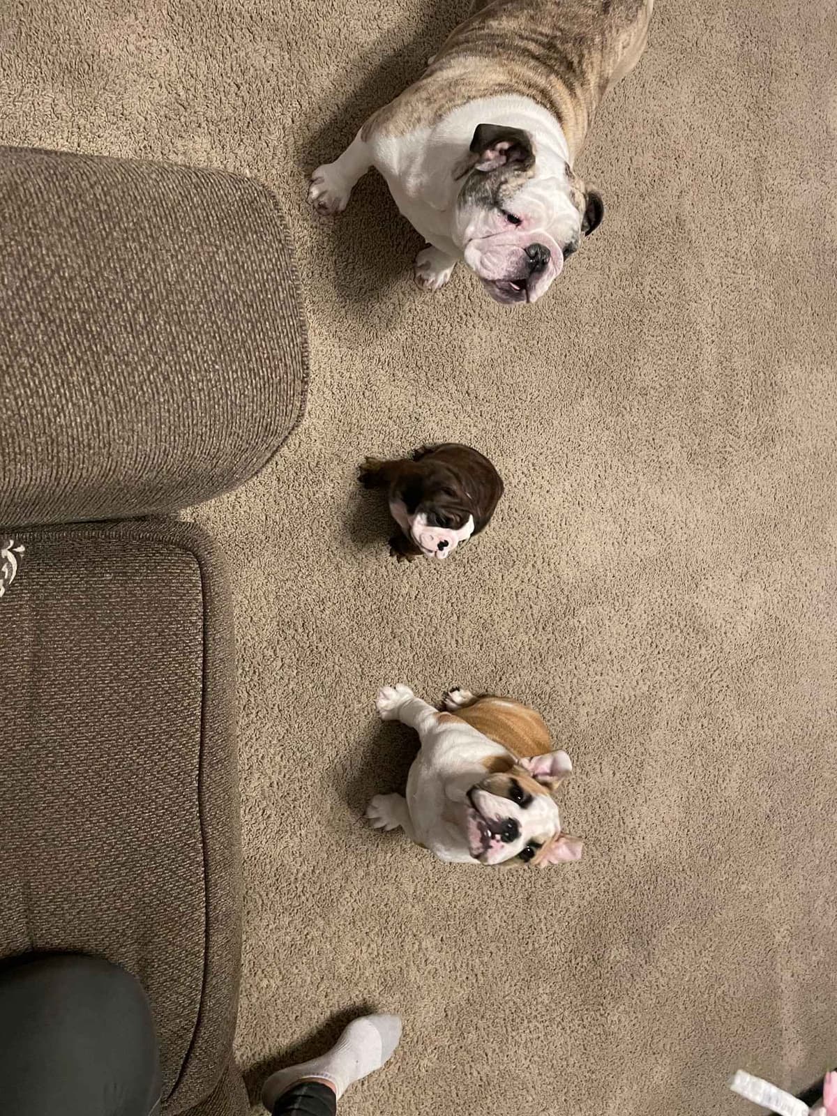 Bulldog Puppies breeder image 12