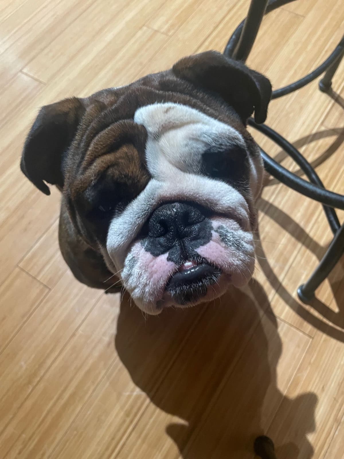 Bulldog Puppies breeder image 7