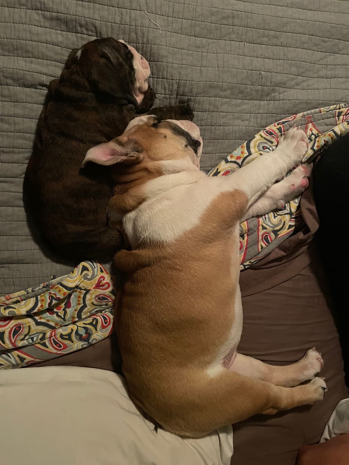 Bulldog Puppies breeder image 11