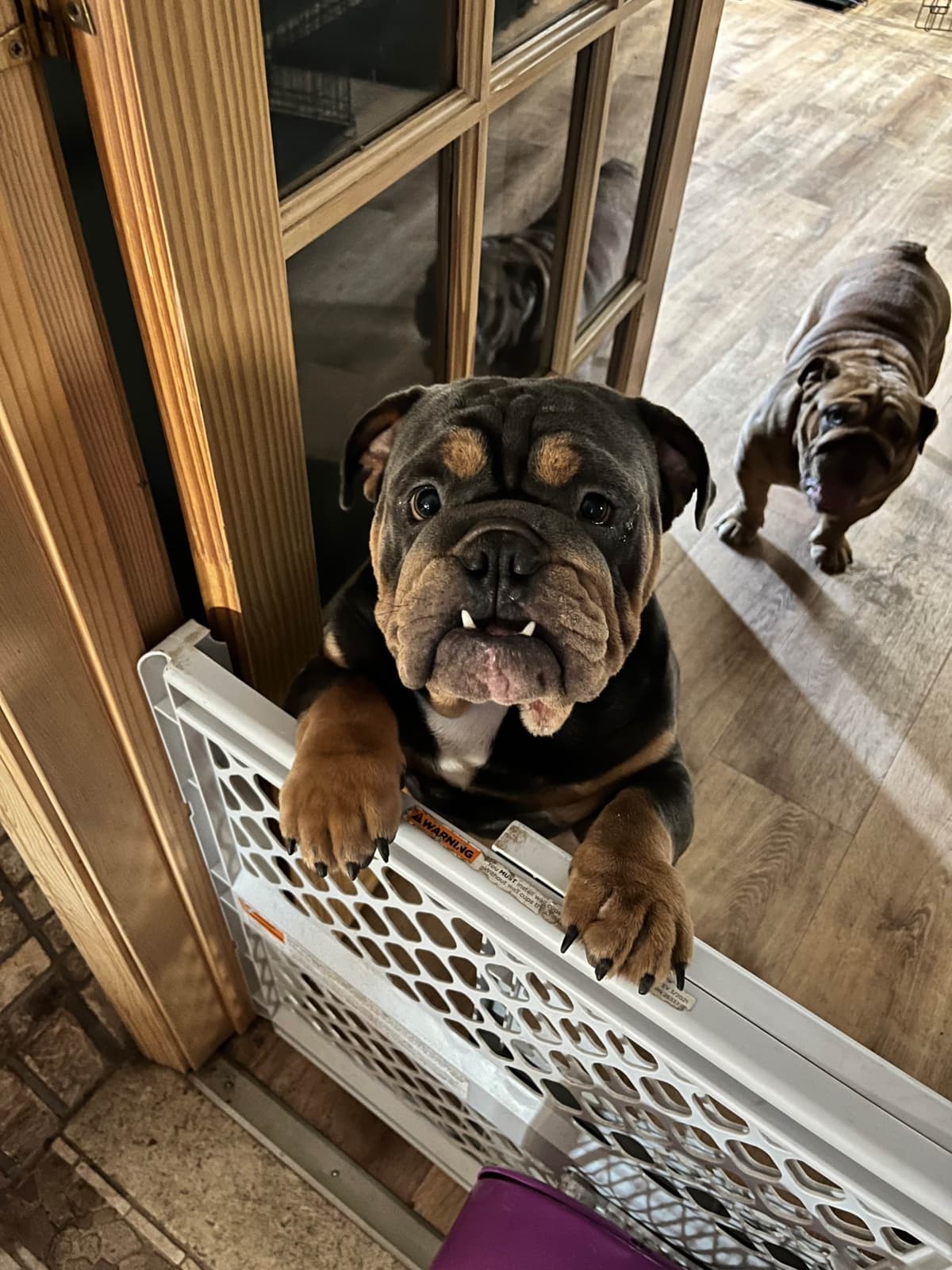 Bulldog Puppies breeder image 14