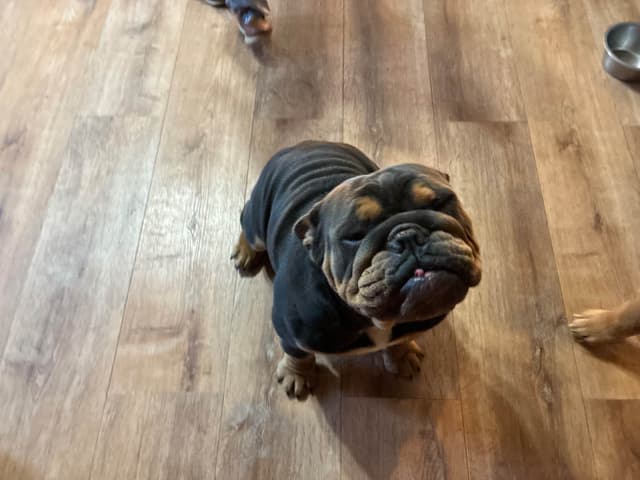 Bulldog Puppies media 2