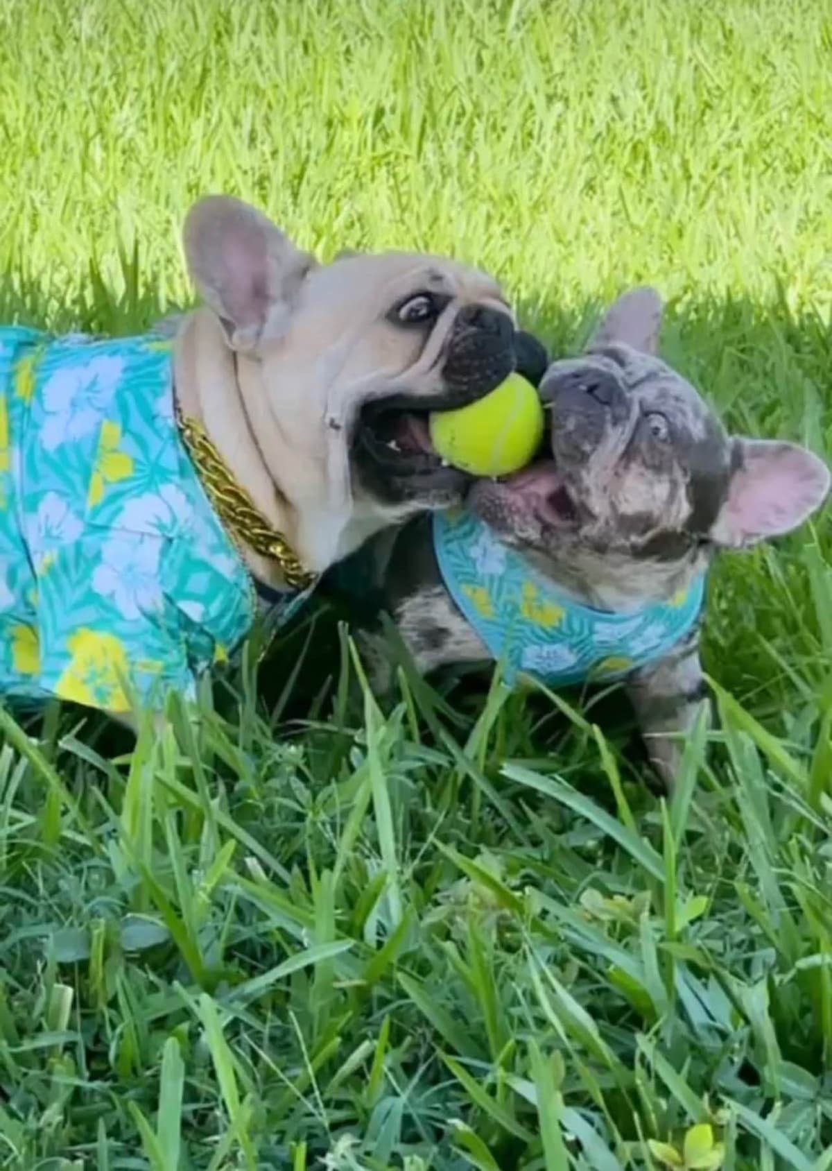 French Bulldog Puppies breeder image 1