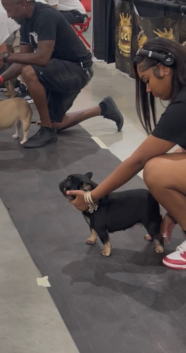 French Bulldog Puppies media 2