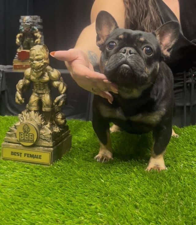 French Bulldog Puppies media 3