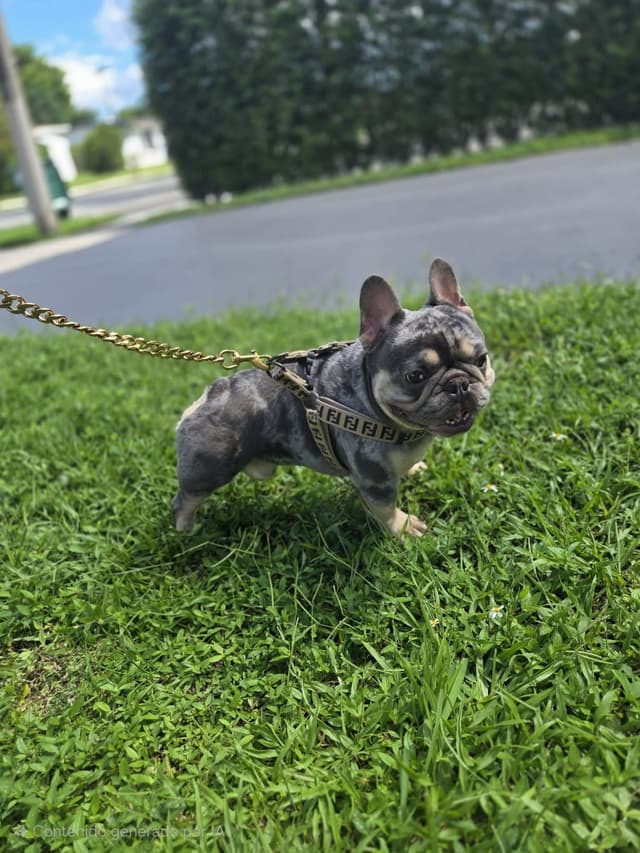 French Bulldog Puppies media 7