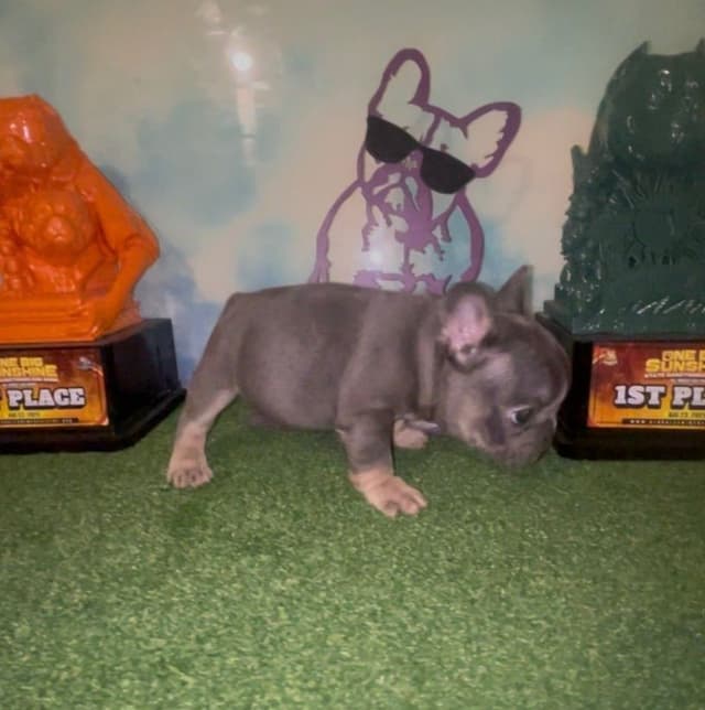 French Bulldog Puppies media 9