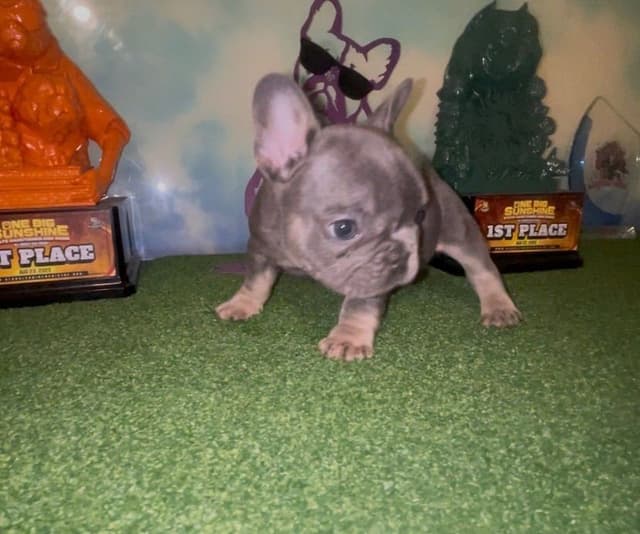 French Bulldog Puppies media 8