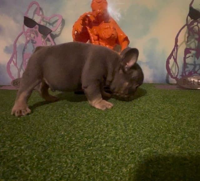 French Bulldog Puppies media 12
