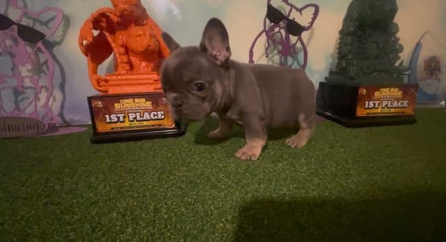 French Bulldog Puppies media 10