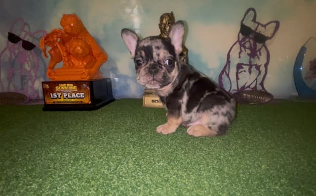 French Bulldog Puppies media 14
