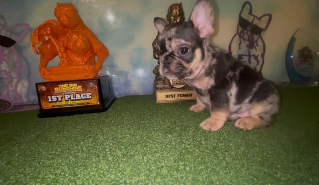 French Bulldog Puppies media 15