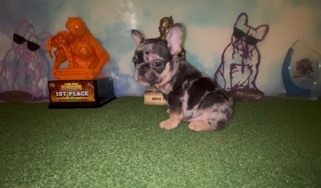 French Bulldog Puppies media 17