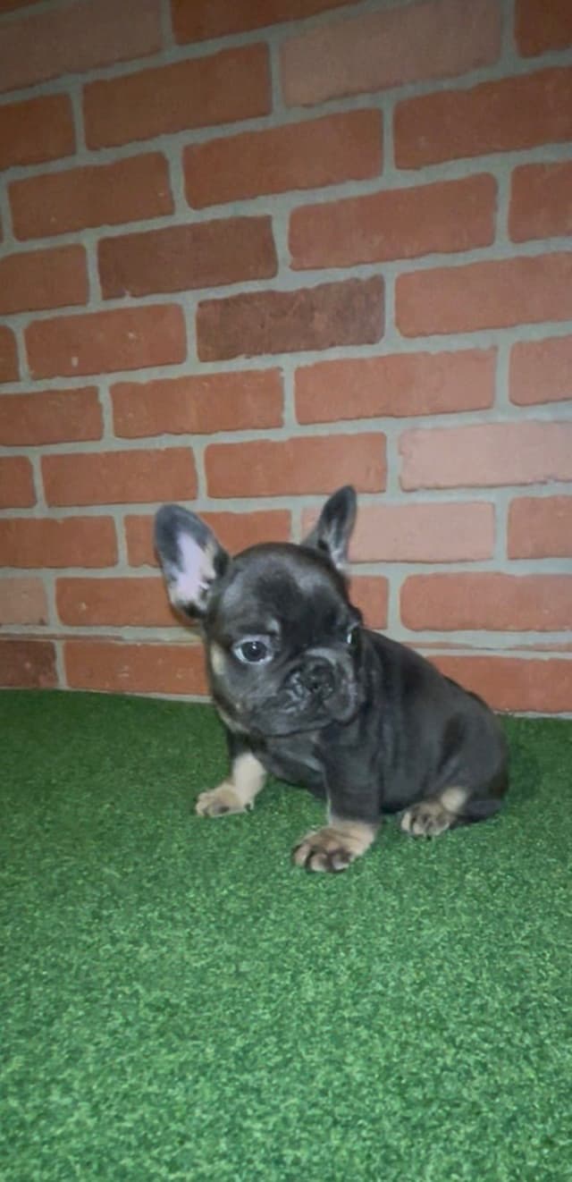 French Bulldog Puppies media 20
