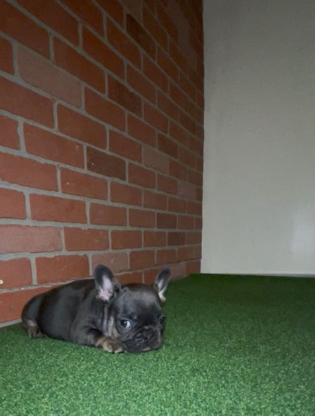 French Bulldog Puppies media 22