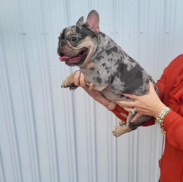 French Bulldog Puppies media 5